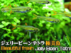 ジェリービーンテトラ 水草水槽で群れで泳ぐ姿が美しい小型美魚