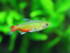 グリーンファイヤーテトラ
