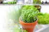水草の育て方