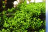 明るいグリーンが美しいパールグラスの茂み