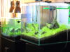 水草水槽の定期水替え