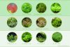 【失敗しない為の水草の選び方】初心者向けおすすめの水草と育て方