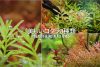 丈夫で育てやすい美しいロタラ３種類　Beautiful Rotala 3 types