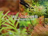 丈夫で育てやすい美しいロタラ３種類　Beautiful Rotala 3 types